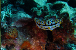 nudibranch